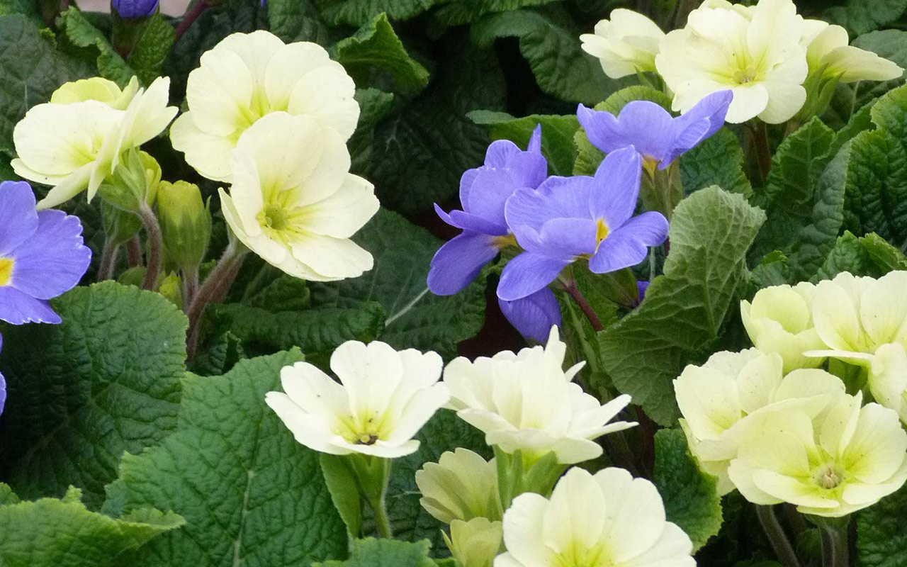 Primroses