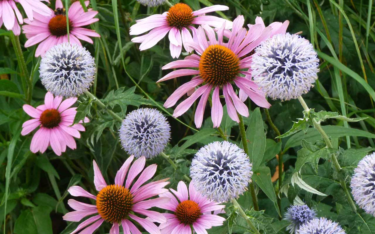 Five Garden Jobs for May