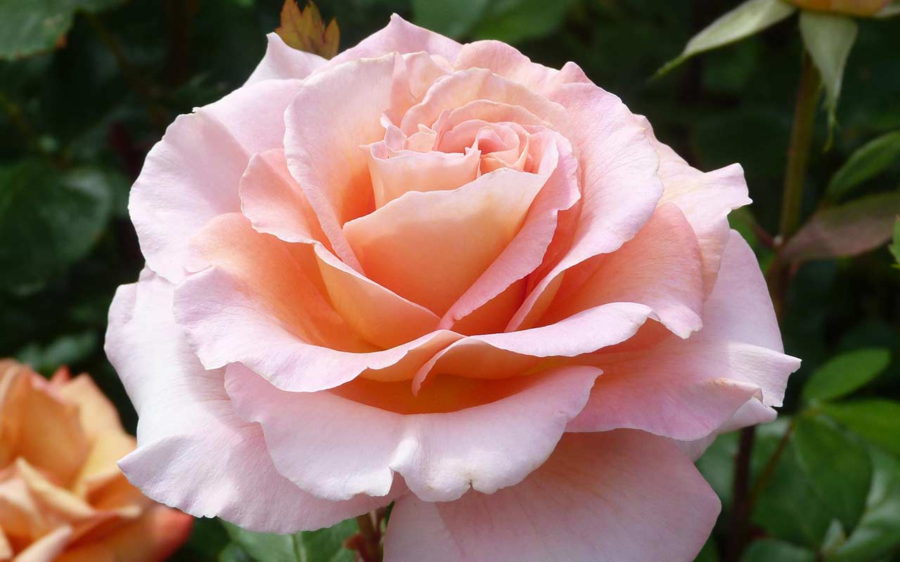 What to plant in March