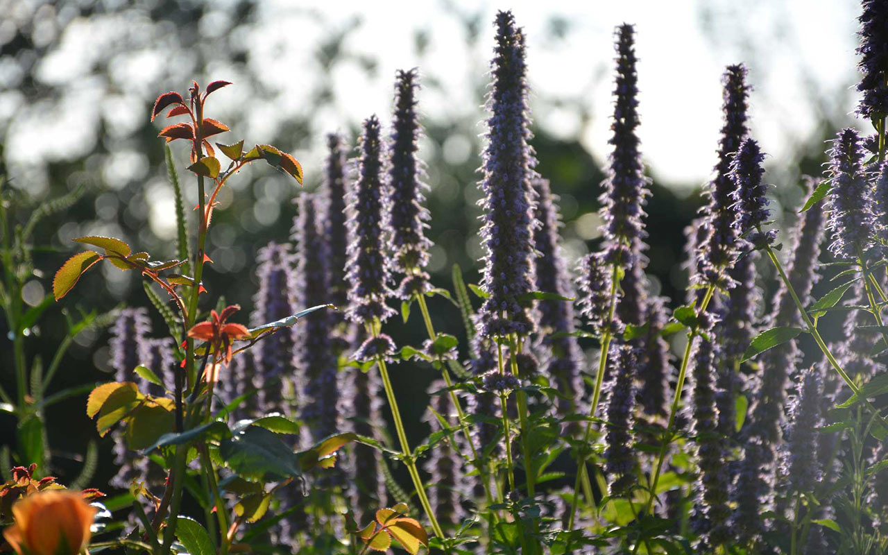 September Garden