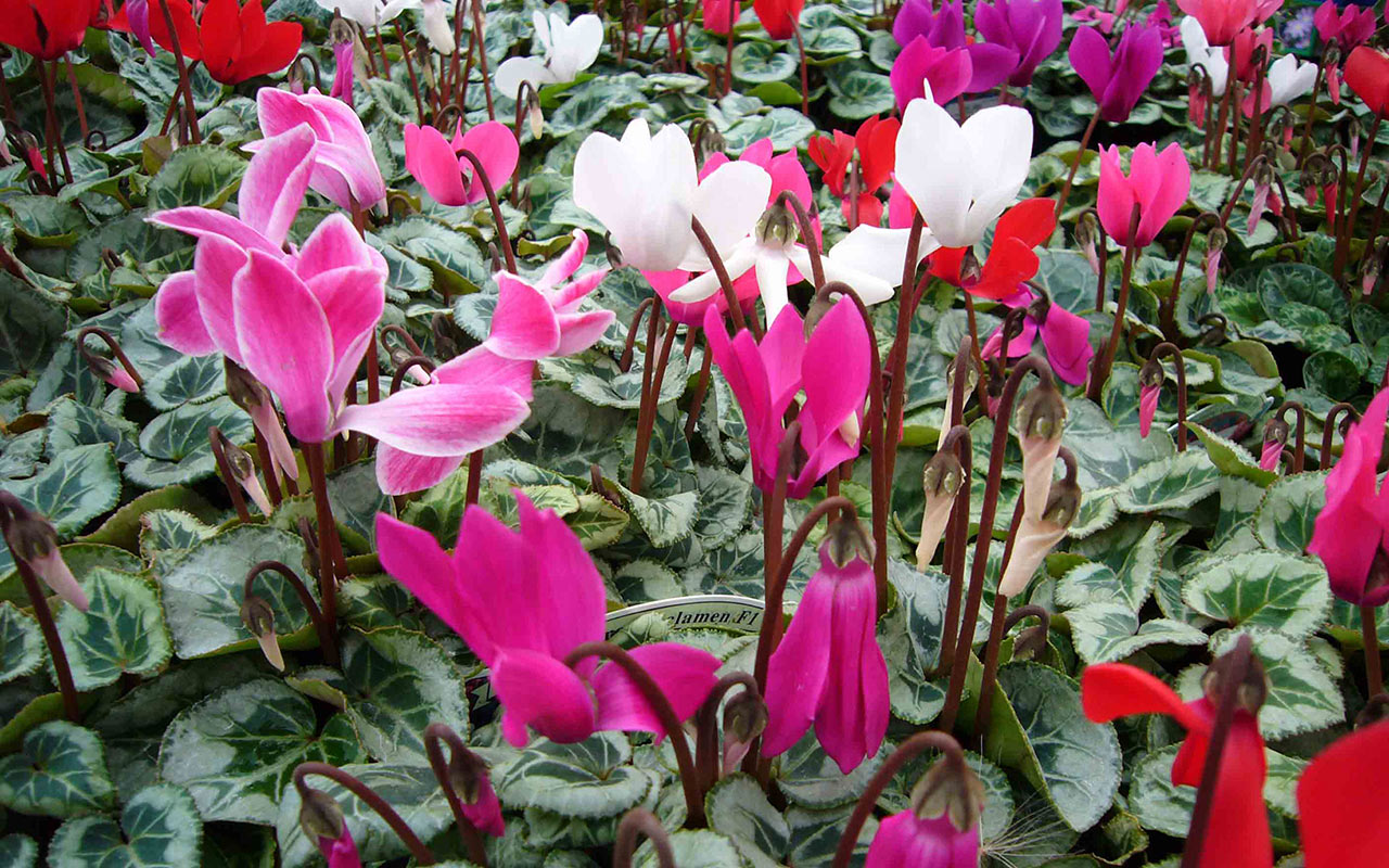 Autumn Bedding