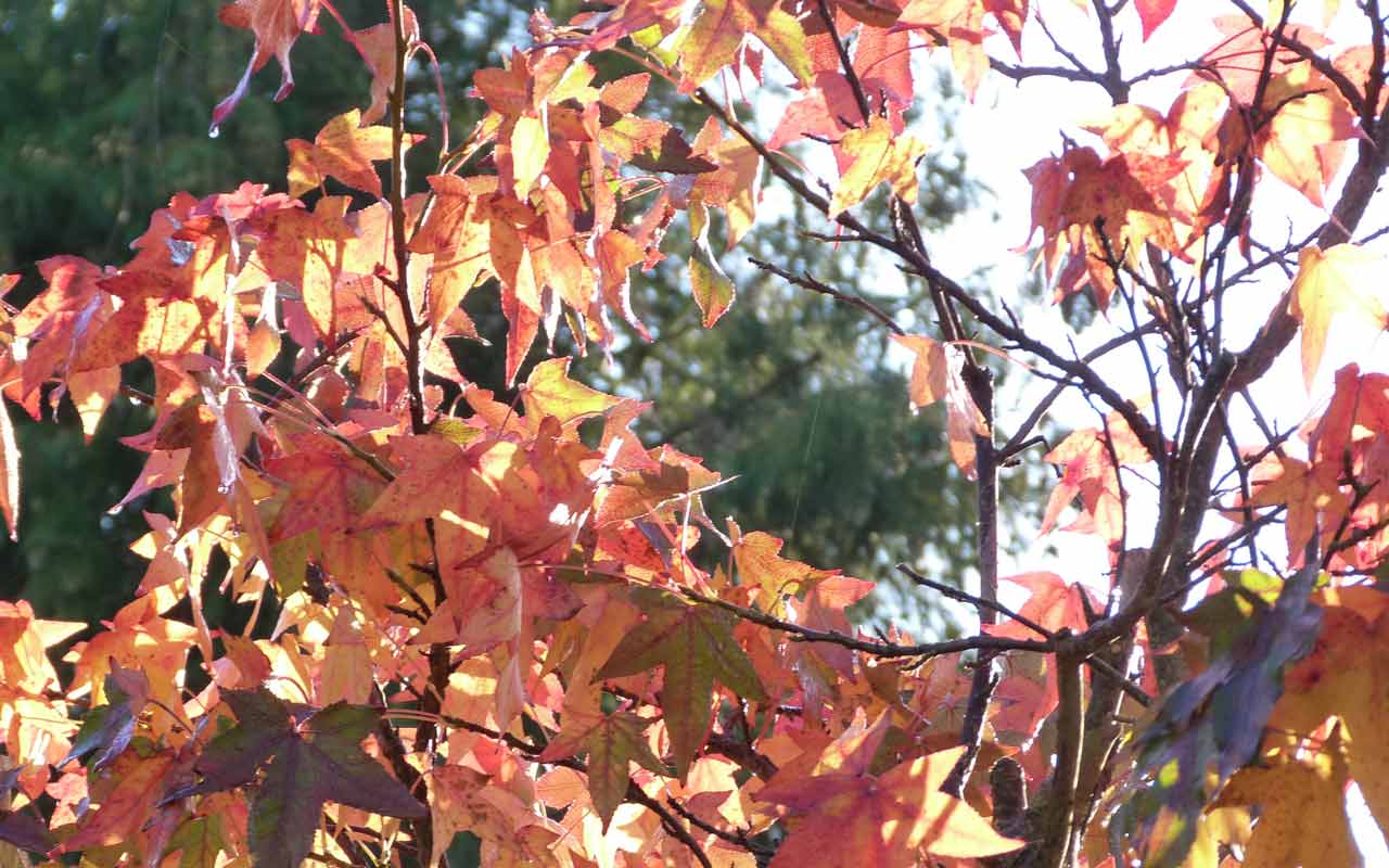 Red & Gold