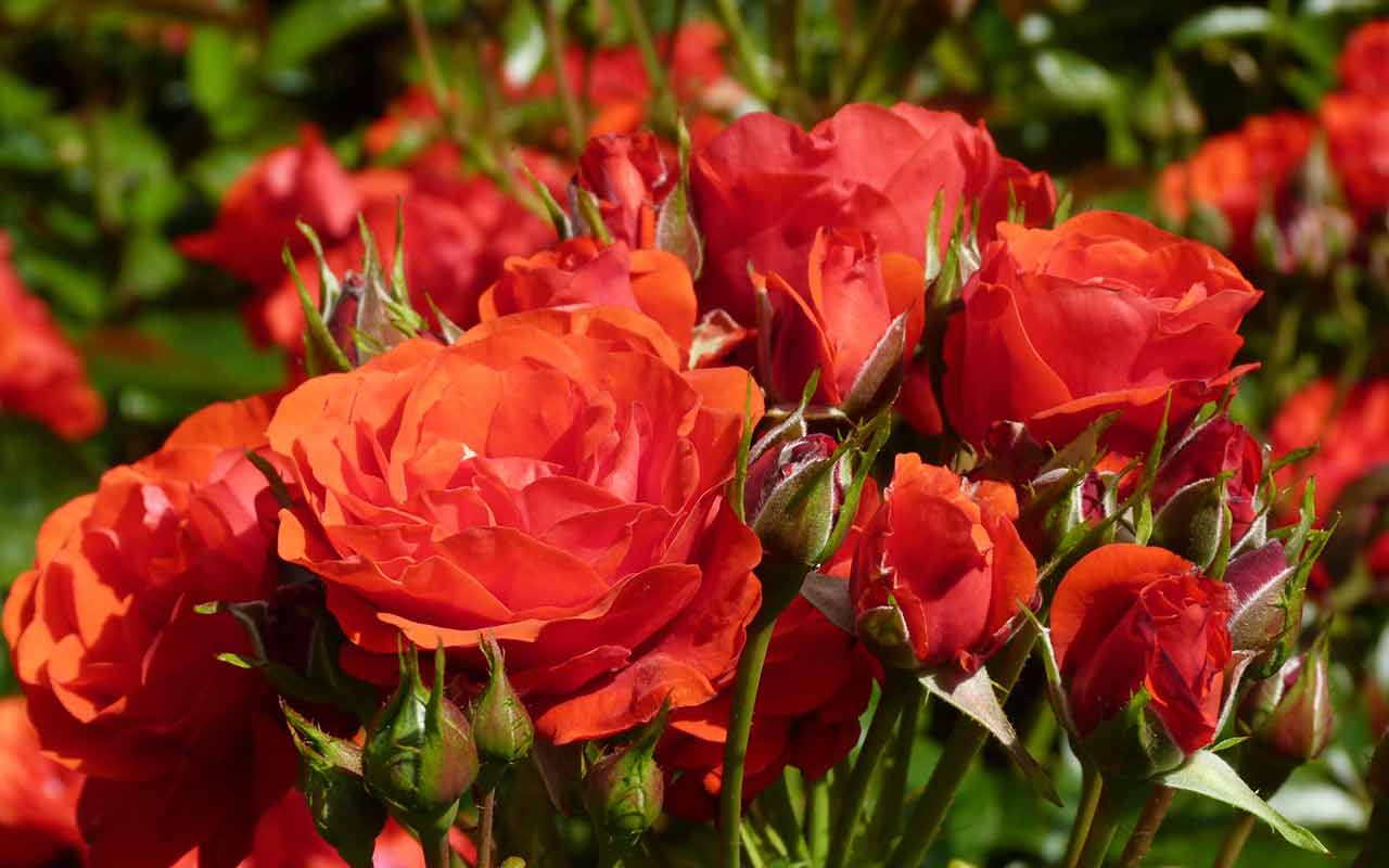 Roses are not just for Valentines Day