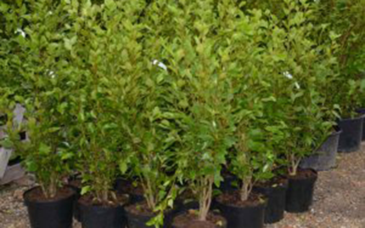 Hedge Planting Time