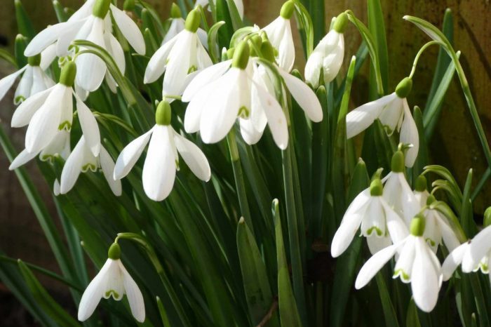 Snowdrops