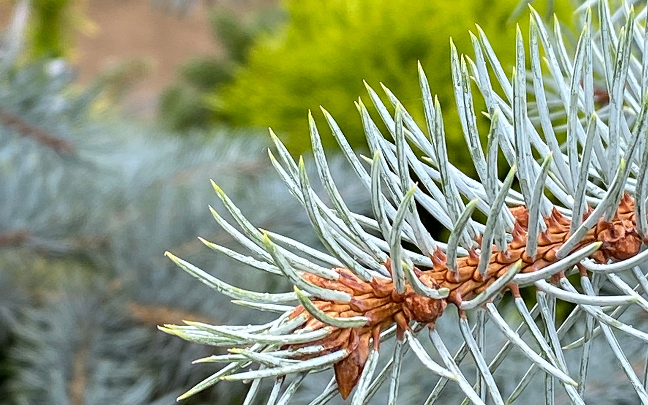 Care for Conifers