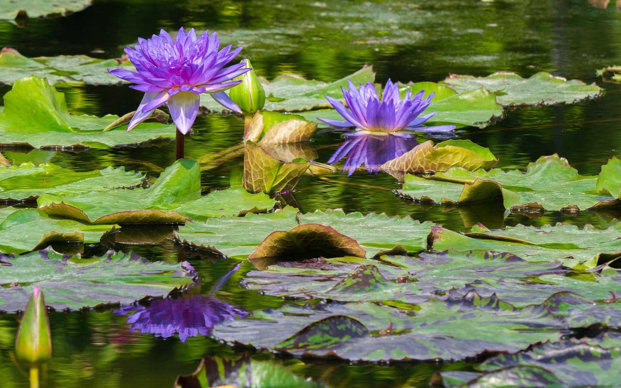 Pep up your Pond with Plants!