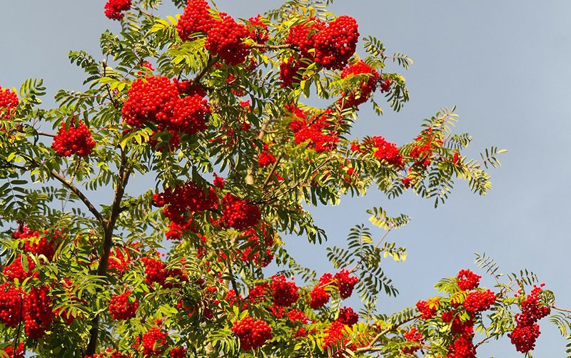 Trees for all gardens