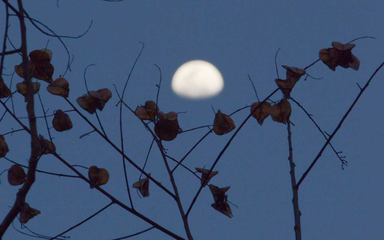 moon and fruit tree