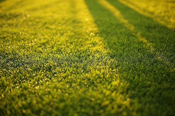 Repairing a Lawn