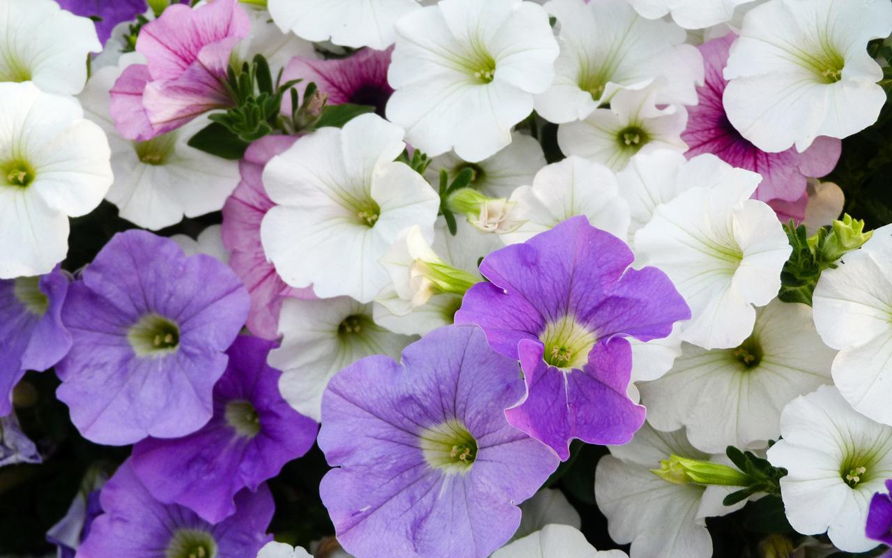 Your guide to summer bedding